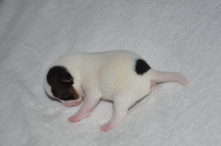 DANTE: "...wenn Worte meine Sprache wären,..." - D-DOG in Denkerpose :-)